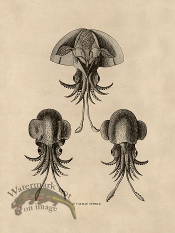 Octopus Tan 44